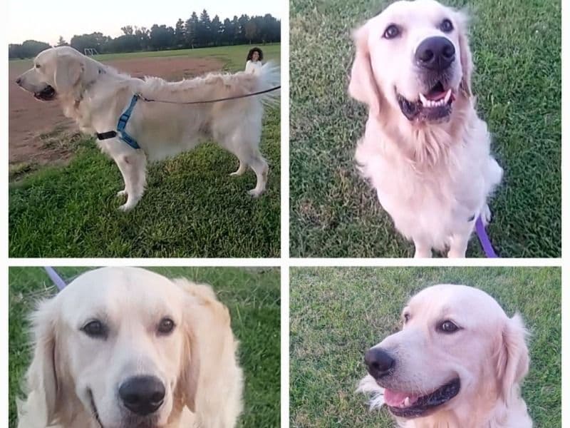 English Golden Retriever 1 year 11 months old male large named Zeus for breeding in Stanislaus County, California | Petmeetly