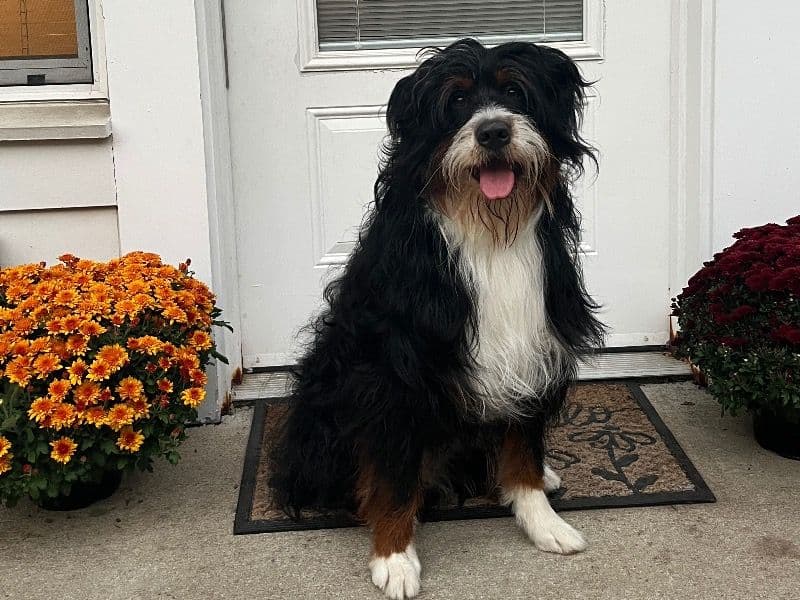 Bernedoodle 1 year 4 months old male medium named Leo for breeding in Norfolk County, Massachusetts | Petmeetly