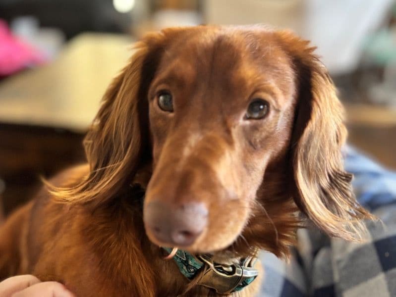Miniature Dachshund 2 years old male medium named Hendrix for breeding in Cumberland County, New Jersey | Petmeetly