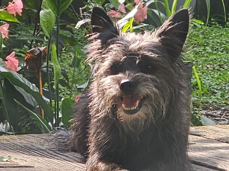 Cairn Terrier 5 years 10 months old female small named Brandy for breeding in Lake County, Florida | Petmeetly