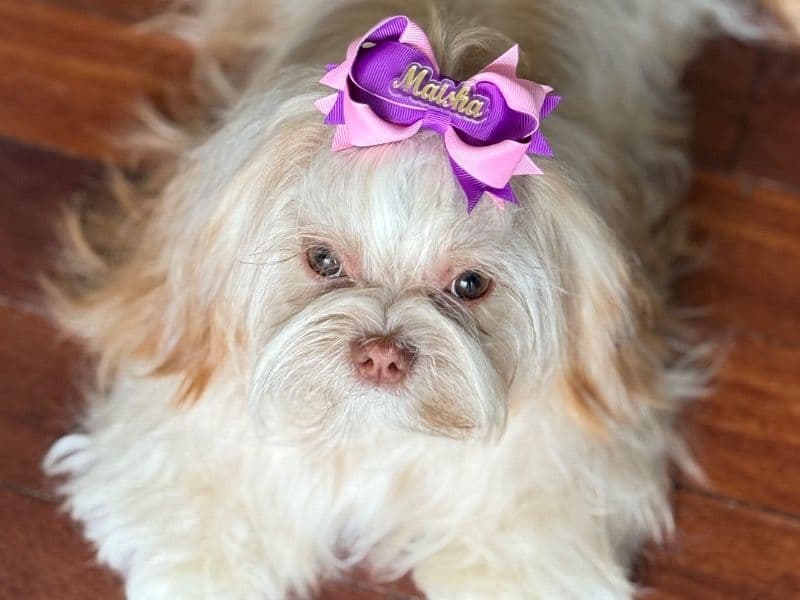 Miniature Shih Tzu 1 year 10 months old female small named Maisha for breeding in Middlesex County, Massachusetts | Petmeetly