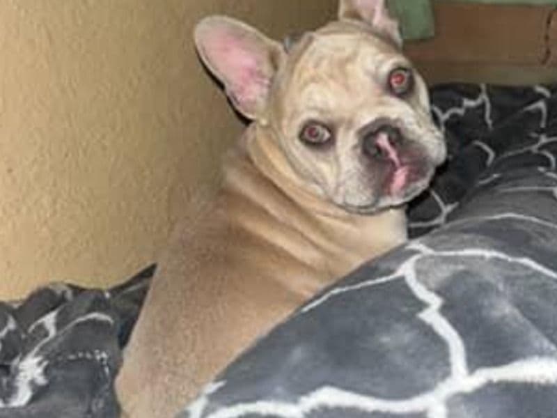 French Bulldog 3 years 3 months old female medium named Lucero for sale in Alameda County, California | Petmeetly