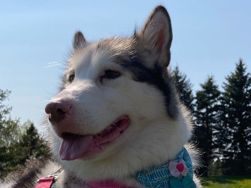 Alaskan Malamute 6 years 2 months old female medium named Lia for breeding in Algoma District, Ontario | Petmeetly