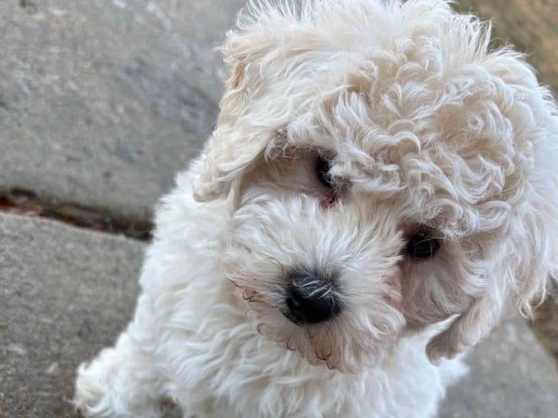 Poochon 2 months old male small named Kashmere for sale in St. Louis County, Missouri | Petmeetly