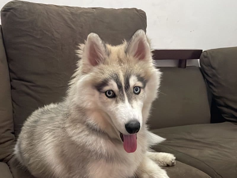 Husky 6 years old female small named Safira for breeding in State of São Paulo | Petmeetly