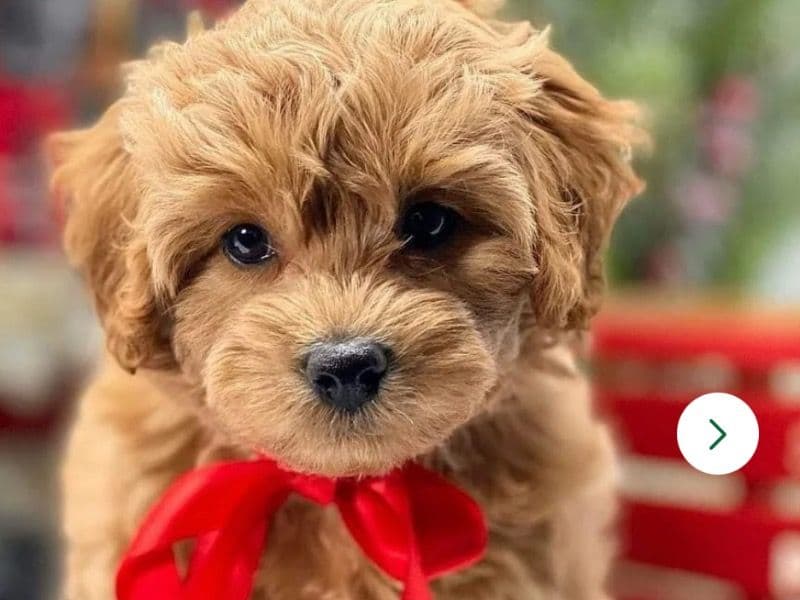 Cavapoo (Cavadoodle) 9 years 1 month old male small named Roger for breeding in Berkshire, England | Petmeetly
