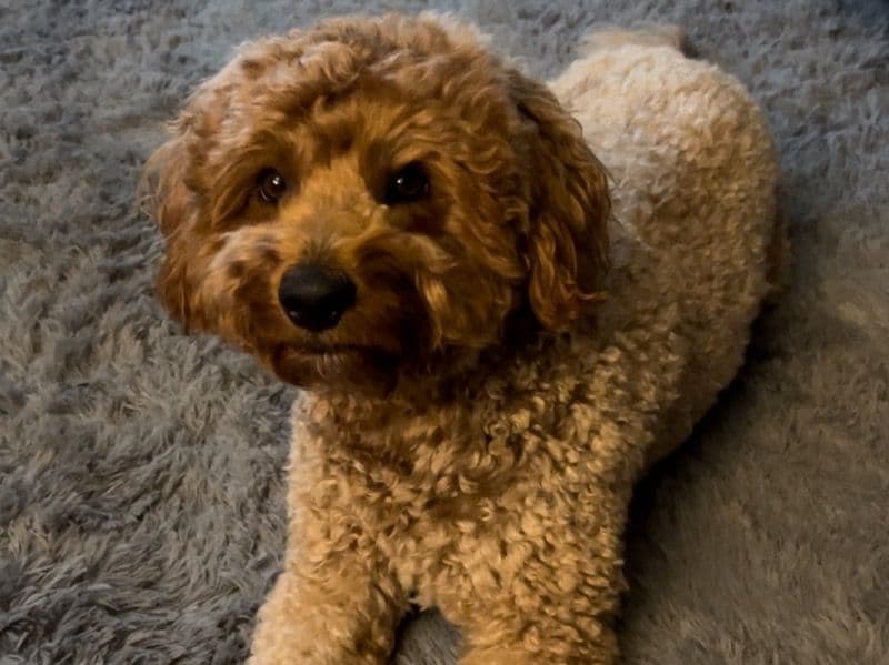 Mini Golden Doodle 3 years 11 months old male small named Beaux for breeding in Cuyahoga County, Ohio | Petmeetly
