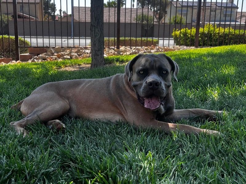 Cane Corso 1 year 6 months old male extra large named Blaze for breeding in Los Angeles County, California | Petmeetly