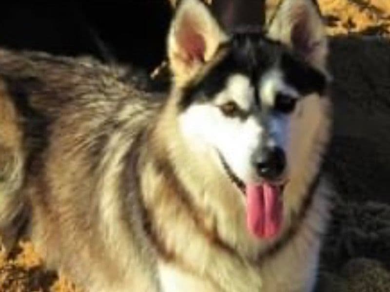 Alaskan Malamute 4 years 2 months old female extra large named Boogie for breeding in Fulton County, Georgia | Petmeetly