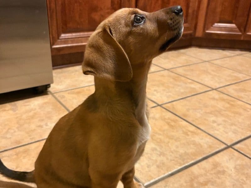 American English Coonhound 2 months old female small named Kasey for breeding in Houston County, Georgia | Petmeetly