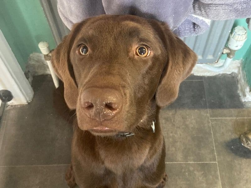English Labrador Retriever 1 year 1 month old male medium named Bueno for breeding in Kent, England | Petmeetly