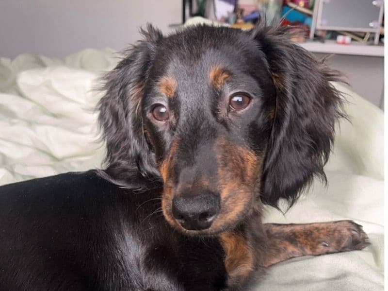 Miniature Dachshund 1 year 8 months old male small named Bruno for breeding in Casey City, Victoria | Petmeetly