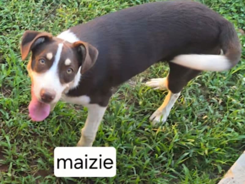 Maizie And Sophie - Australian Shepherd | Petmeetly