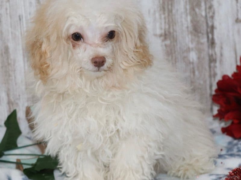 Maltipoo 5 months old male small named Rascal for sale in Macon County, Alabama | Petmeetly