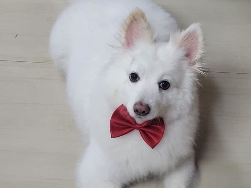 Spitz 8 years 5 months old male medium named Toby for breeding in Presidency Division, West Bengal | Petmeetly