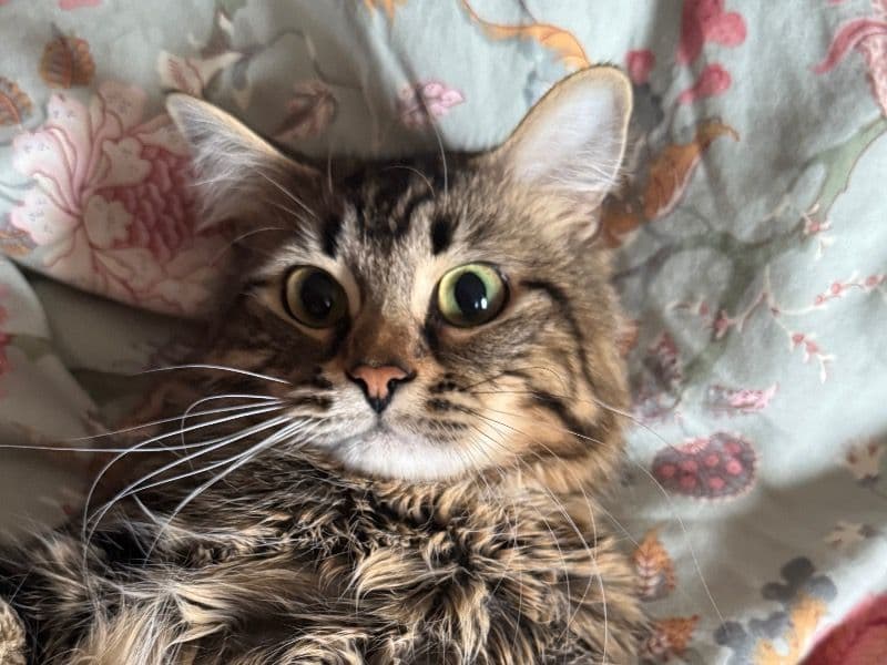 Siberian 1 year 11 months old male named Bruno for breeding in Toronto, Ontario | Petmeetly