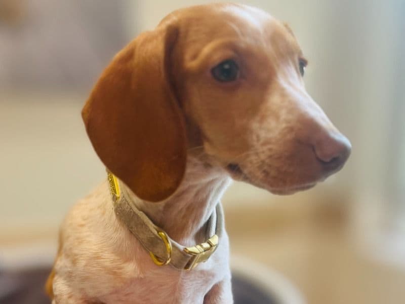 Miniature Dachshund 1 year old female medium named Lada for breeding in Los Angeles County, California | Petmeetly