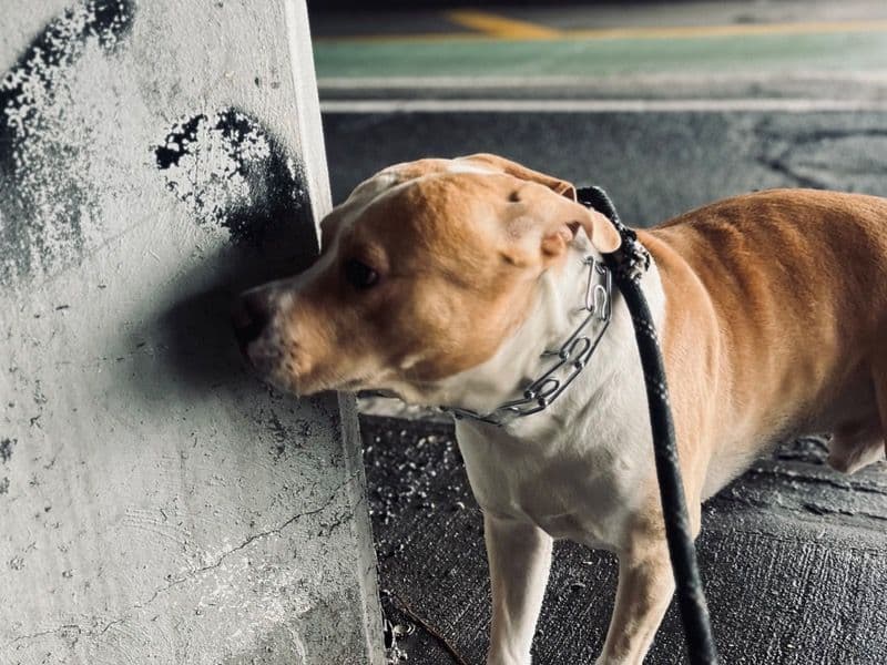 American Staffordshire Terrier 6 years 5 months old male large named Prince for breeding in Queens County, New York | Petmeetly