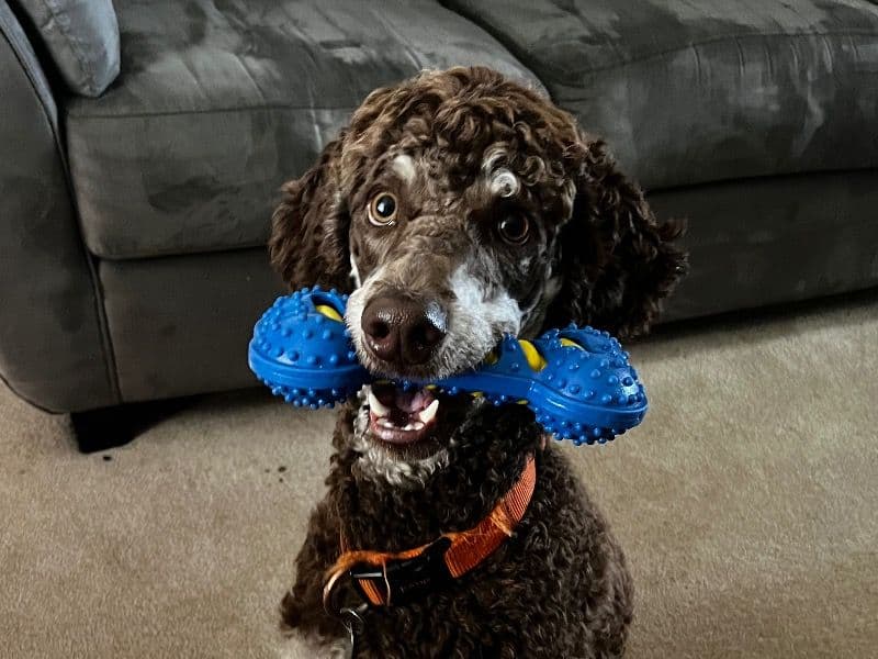 Phantom Poodle 1 year 9 months old male large named Sherlock for sale in Prescott and Russell United Counties, Ontario | Petmeetly