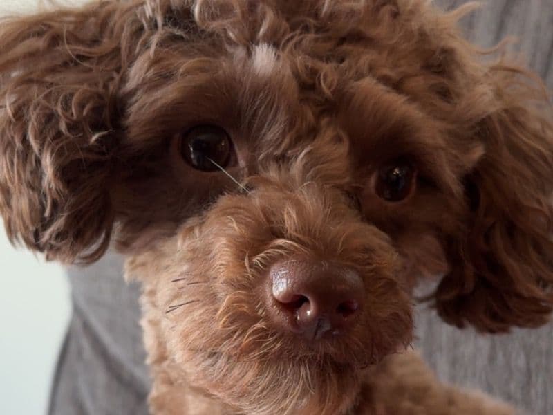 Yorkipoo 1 year 8 months old female small named Bella for breeding in Edmonton, Alberta | Petmeetly