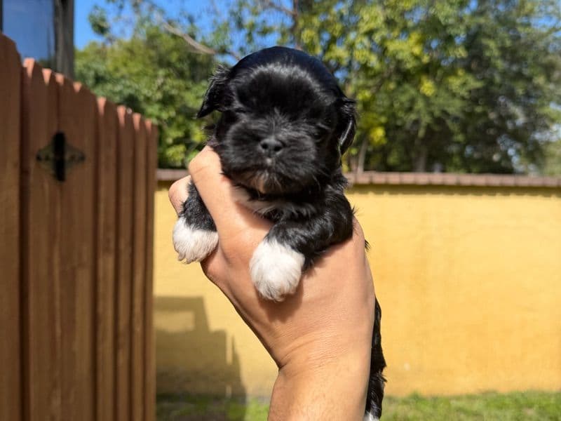 Shih Tzu 1 month old male small named Buddy for sale in Miami-Dade County, Florida | Petmeetly