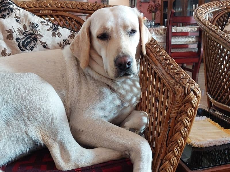 English Labrador Retriever 2 years 9 months old female large named Laila for breeding in Upper Assam Division, Assam | Petmeetly