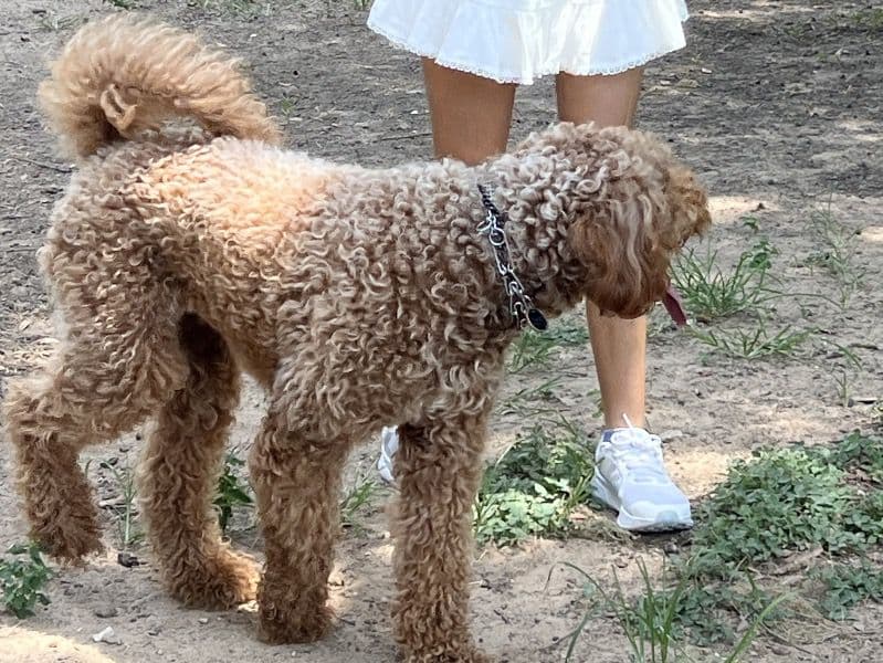 Standard Poodle 3 years 6 months old female medium named Coco for breeding in Park Row, Texas | Petmeetly