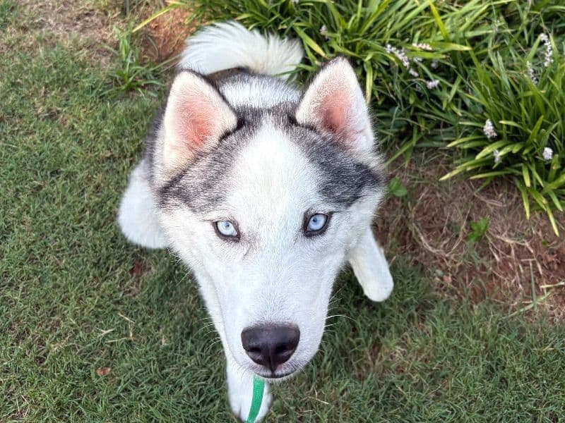 Dakota - Siberian Husky | Petmeetly
