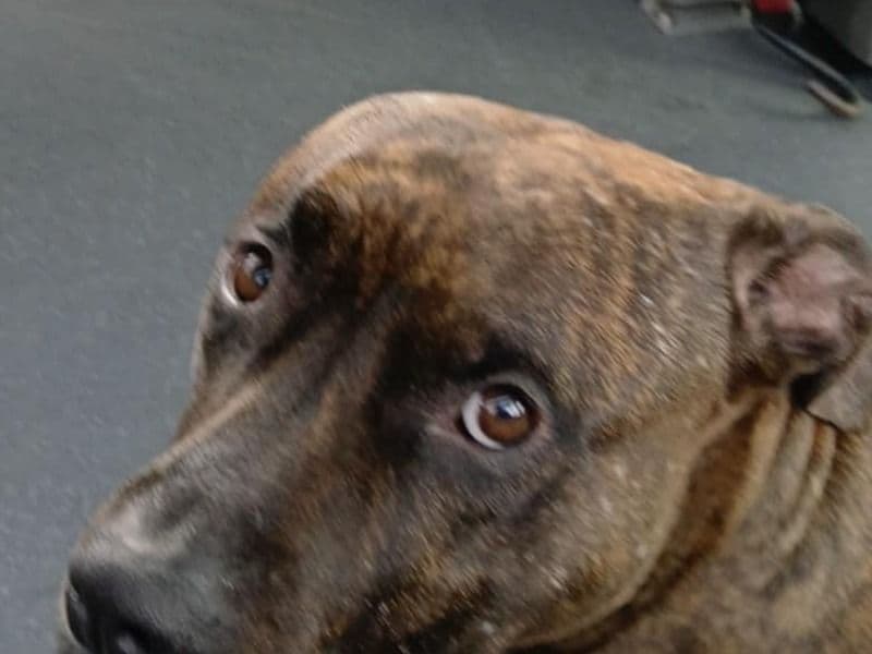 Diamond Girl primary photo