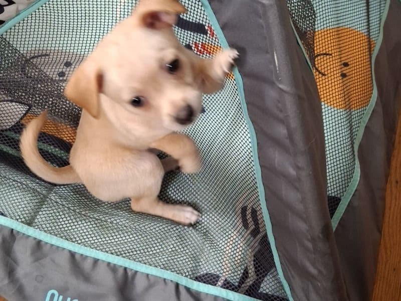 Chihuahua 5 months old female small named Blondie for sale in Jackson County, Missouri | Petmeetly