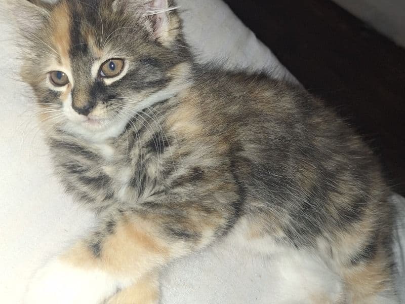 British Longhair 7 months old male named Paddy for breeding in Greater London, England | Petmeetly