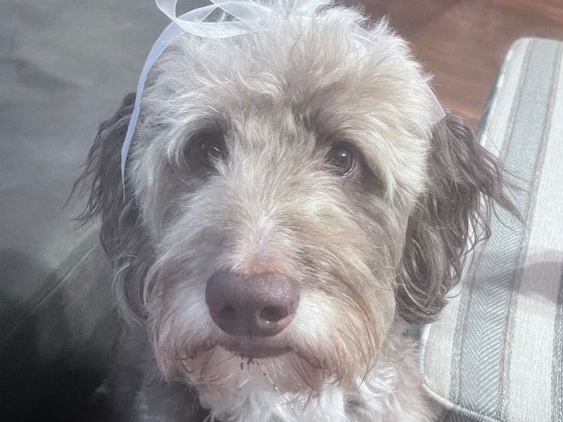 Aussiedoodle 5 years old male large named Merlin for breeding in Gaston County, North Carolina | Petmeetly