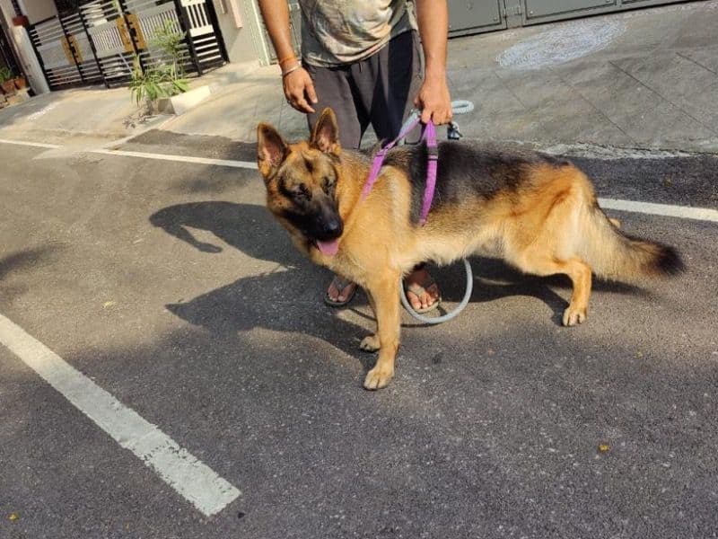 Bharavia primary photo