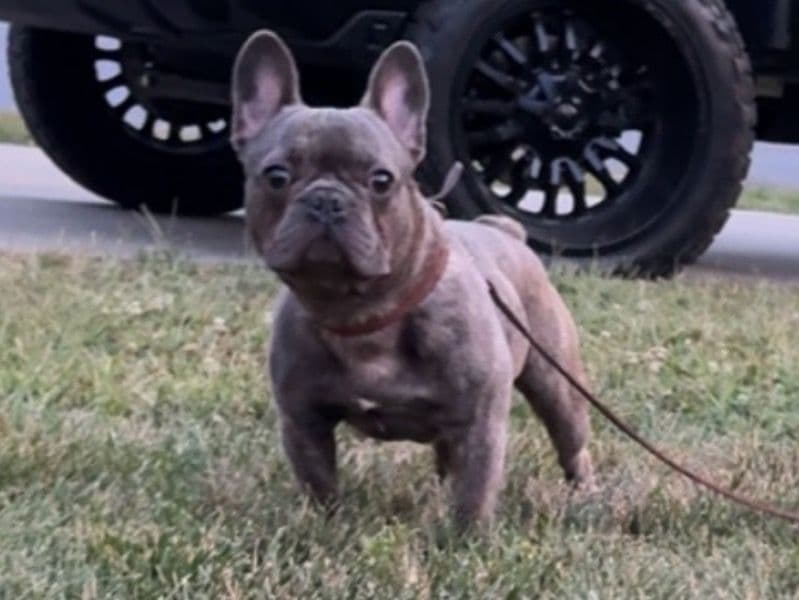 French Bulldog 2 years 8 months old male small named Tank for breeding in Iredell County, North Carolina | Petmeetly