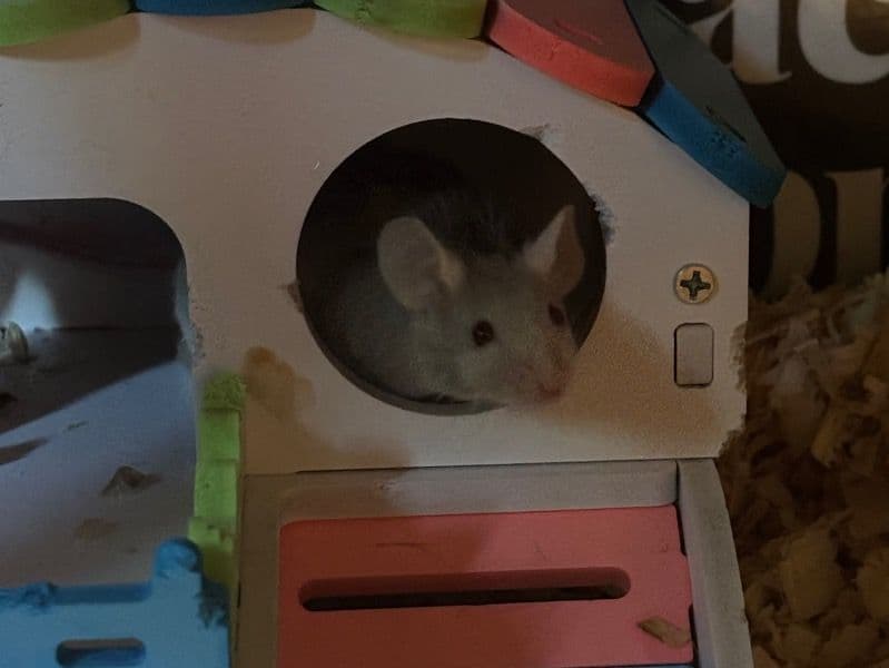 Fancy Mouse 4 months old female named Baby Mice for adoption in Polk County, Florida | Petmeetly