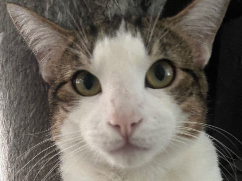 American Shorthair 1 year old male named Forehead for adoption in Bexar County, Texas | Petmeetly