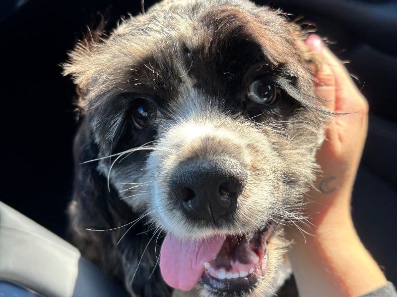 American Cocker Spaniel 1 year old male medium named Baloo for breeding in Miami-Dade County, Florida | Petmeetly