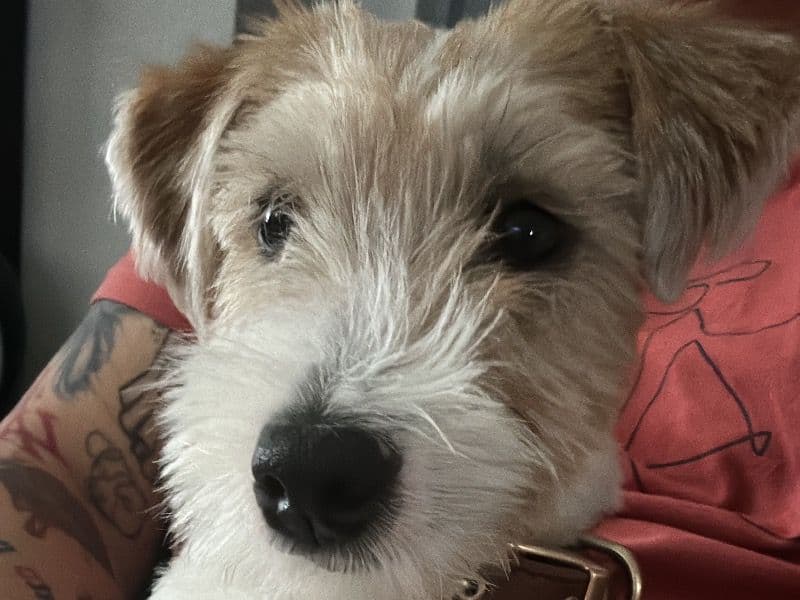 Jack Russell Terrier 1 year 3 months old female small named Arya for breeding in Dallas County, Texas | Petmeetly