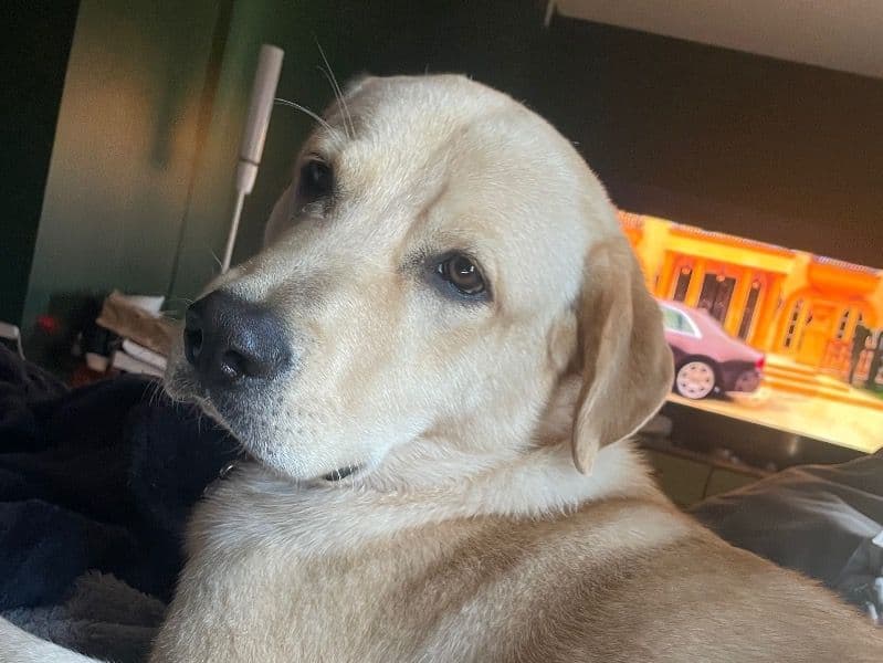 Goldador 1 year 5 months old male large named Tex for breeding in Essex County, Massachusetts | Petmeetly