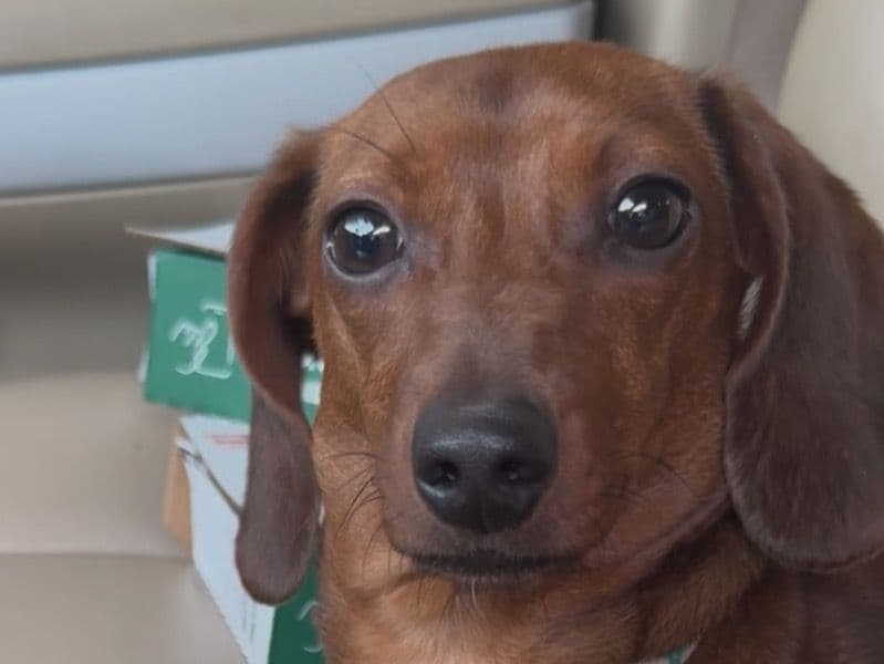 Dachshund 8 months old female small named Maple for breeding in Guadalupe County, Texas | Petmeetly