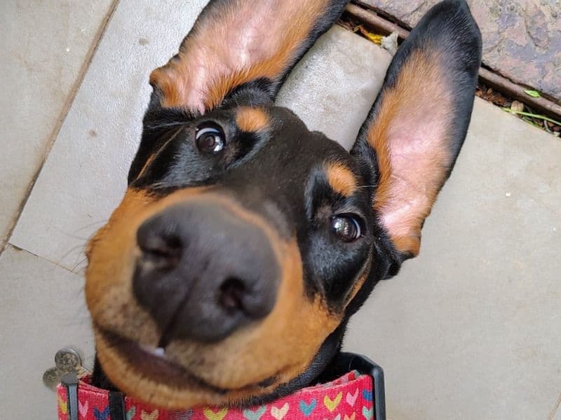 Doberman 1 year old male large named Thor for breeding in Bangalore Division, Karnataka | Petmeetly