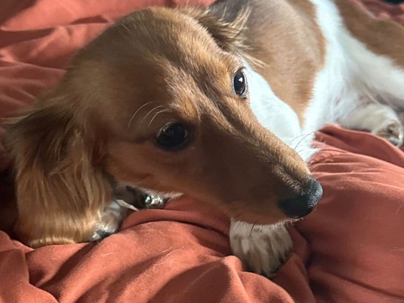 Miniature Dachshund 1 year 4 months old female small named Cherry for breeding in Pasco County, Florida | Petmeetly