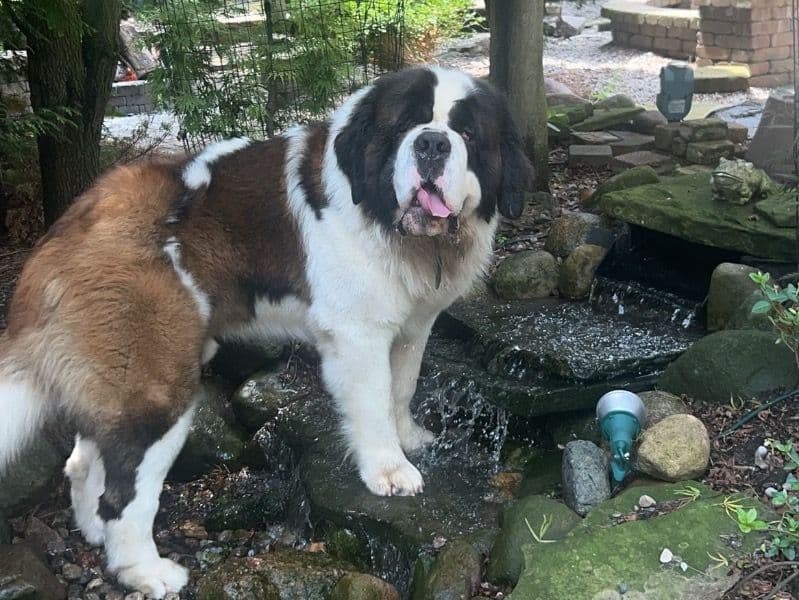 Saint Bernard 2 years 6 months old male extra large named Adonis for breeding in Saginaw County, Michigan | Petmeetly