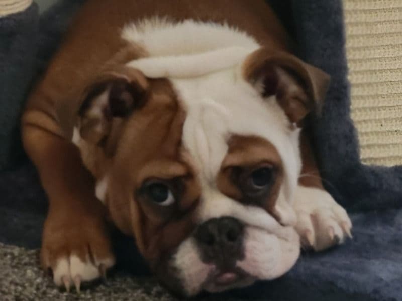 Old English Bulldog 1 year 5 months old female medium named Kali for breeding in Sangamon County, Illinois | Petmeetly