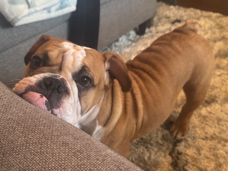 Nugget primary photo