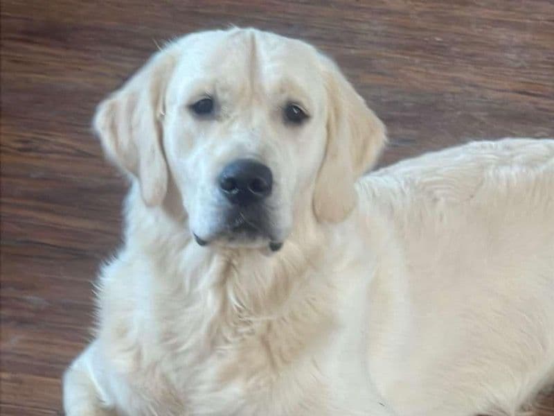 English Golden Retriever 2 years old male large named Oakley for breeding in Sumner County, Tennessee | Petmeetly