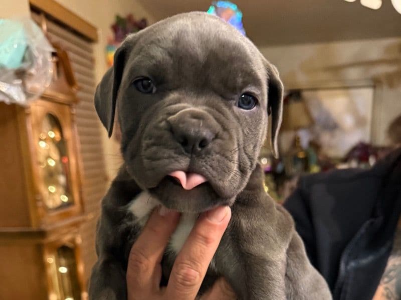 Blue nose Pitbull 1 month old female small named Female #1 for sale in Bell County, Texas | Petmeetly