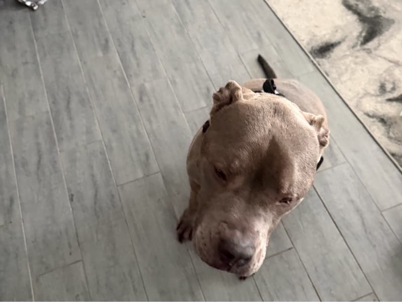 Cane Corso 6 years old male large named Lincoln for adoption in Camden County, New Jersey | Petmeetly