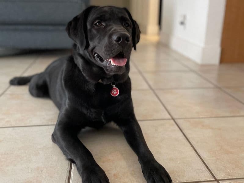 Labrador Retriever 2 years 9 months old male medium named Dante for breeding in Broward County, Florida | Petmeetly