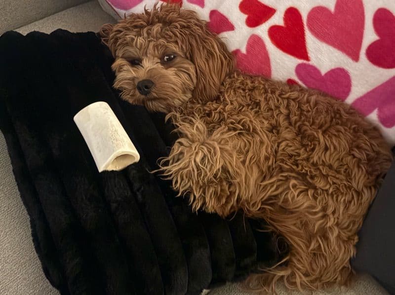Cavapoo (Cavadoodle) 9 months old female medium named Coco for breeding in Los Angeles County, California | Petmeetly